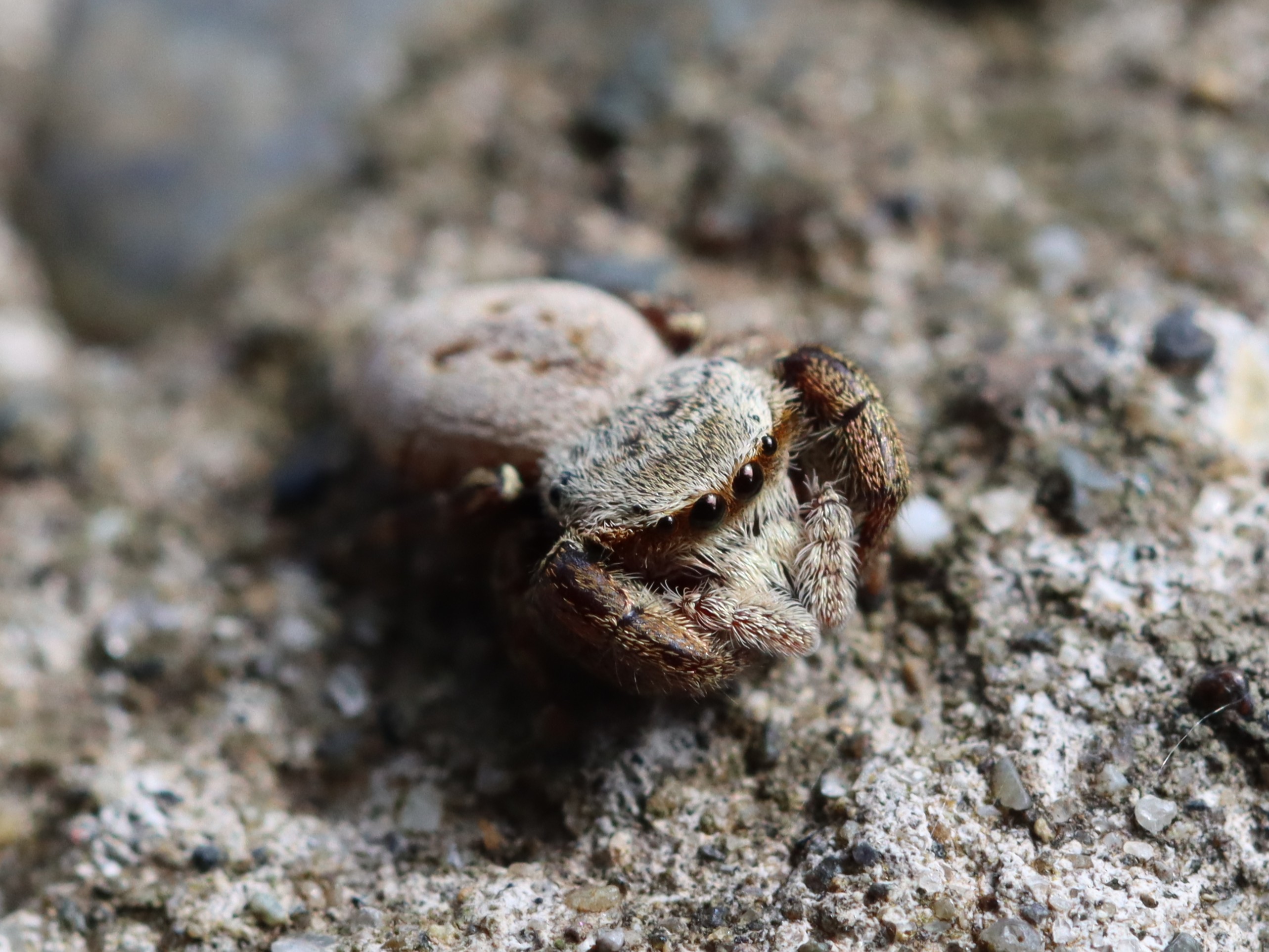 �J���X�n�G�g��